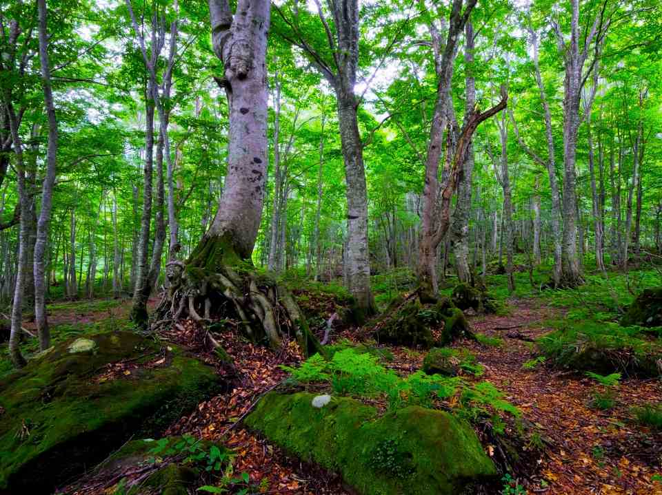 白神山地（世界自然遺産 / 青森、秋田）