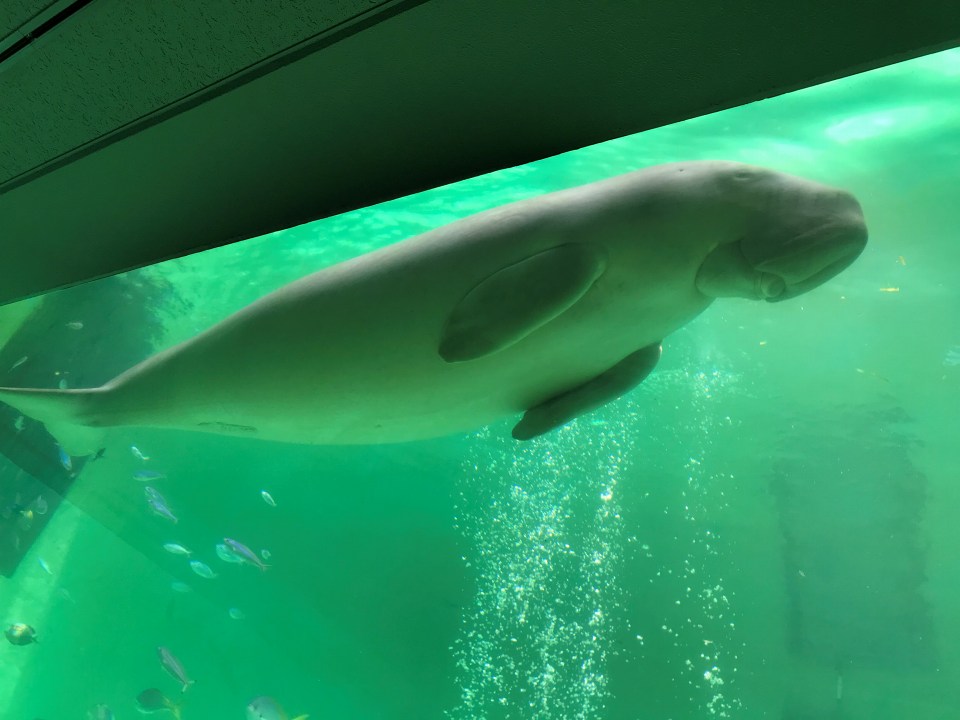 鳥羽水族館（三重）