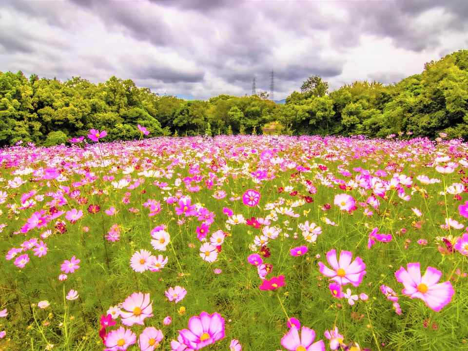 万博公園（大阪）
