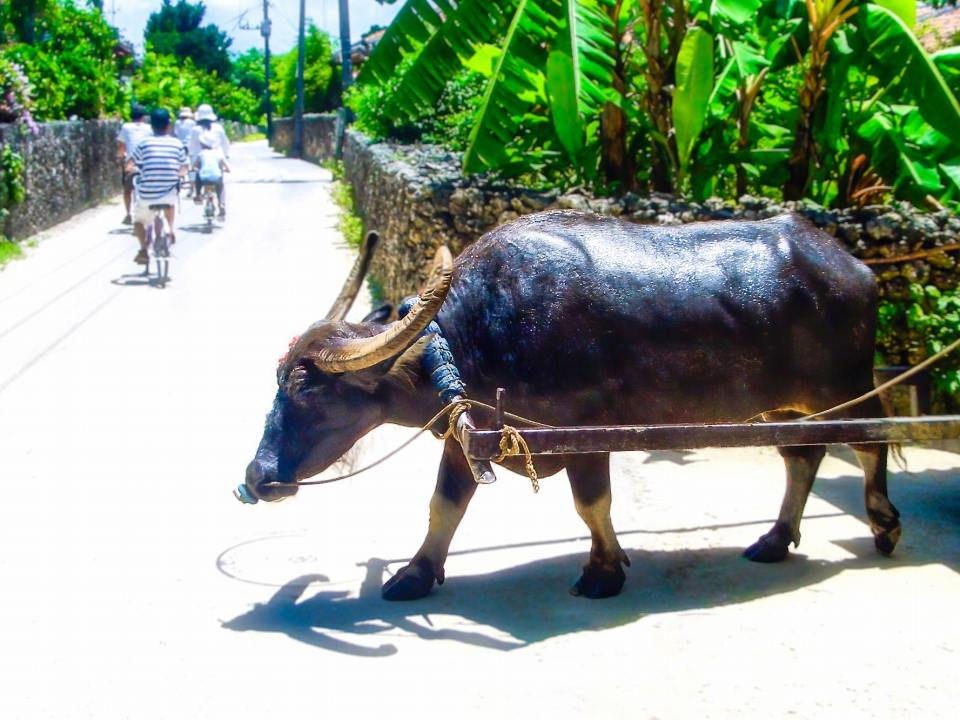 八重山列島（沖縄）